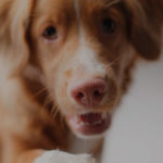 How to make your dog’s day at Travel Vet