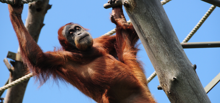 Exporting Zoo Animals from the UK