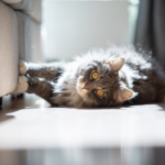 Travel Vet gets honest about cats