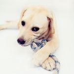Emma Fisher answers your questions on your puppy’s chewing phase