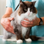 Let our Vets prepare your cat for the coming season
