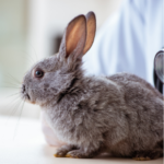 Emma Fisher advises what to look out in your rabbit pre-winter