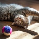 Six common concerns for cat owners in Middlesex at Christmas