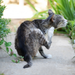 Cat fleas and other parasites on the prowl this spring