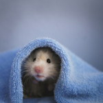 Get advice on hamster parasites from head vet Emma Fisher