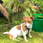 How to pet-proof spring gardens in Middlesex