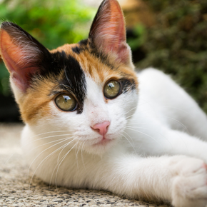 Reasons to microchip your cat besides the new UK law