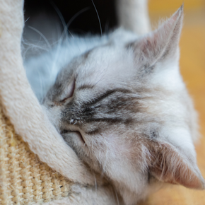 How to choose the best cat sitter or cattery in Staines-upon-Thames