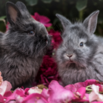 Travel Vet explain why rabbits need a companion