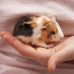 A guide to guinea pig happiness for new owners