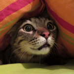 Firework season is coming – tips for helping your cat cope