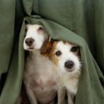 Get your dog ready for firework season with Travel Vet’s advice