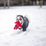 Can you walk your dog when it is freezing cold and in the snow?