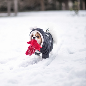 Can you walk your dog when it is freezing cold and in the snow?