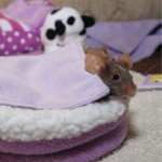 Travel Vet’s guide to winter care for pet mice and rats