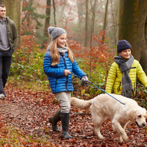 Dogs will love Travel Vet’s guide to a tail-wagging December