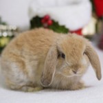 Vet nurses in Staines-upon-Thames share Christmas bunny-proofing tips
