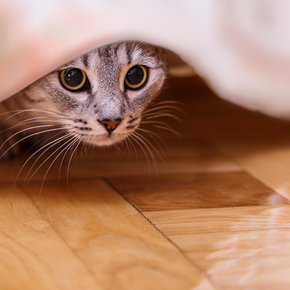 Get Travel Vet’s guide to cat stress