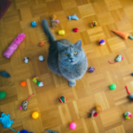 7 ways to keep your cat content while you’re at work