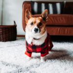 Emma shares their top tips for battling your dog’s boredom