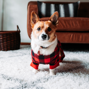 Emma shares their top tips for battling your dog’s boredom