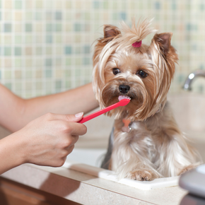 How to tell if your dog needs to see a dentist