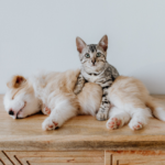 Vets in Staines-upon-Thames offer advice on which pets need neutering and why