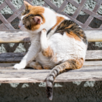Emma shares tips for preventing and getting rid of cat fleas