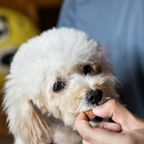 3 steps to preventing worms in dogs this spring