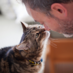 Adopting an older cat – what to expect