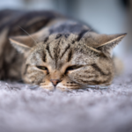 Travel Vet explains what to do if your cat or dog has vomited