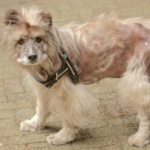 Emma gives advice on why dogs get alopecia