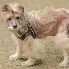 Emma gives advice on why dogs get alopecia