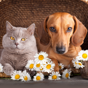 Why pet insurance is a wise investment for pets in Middlesex
