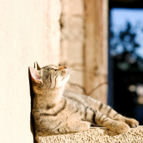 Feline Heatstroke – risks and prevention