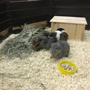 What to do about flystrike if you have rabbits or guinea pigs