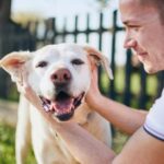 Get Travel Vet’s vital guide to dog health this summer