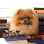 How clever is your dog? Take our test!