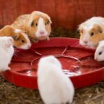 Should you keep guinea pigs in pairs or groups?