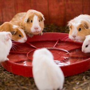 Should you keep guinea pigs in pairs or groups?