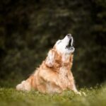Stiffer? Slower? Grumpier? Could your dog have arthritis?