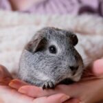 Small furry pet pain signs – when to call the vet