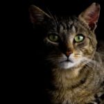 Vet Emma Fisher on importance of autumn/winter cat health checks