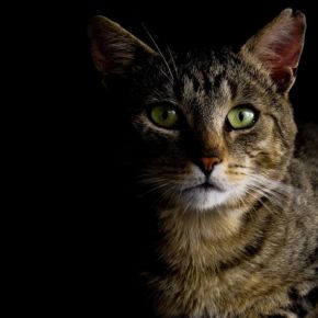 Vet Emma Fisher on importance of autumn/winter cat health checks