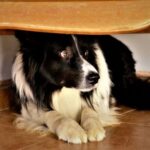 Travel Vet helps owners understand firework-driven noise phobias in dogs