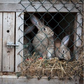 Do you need to bring small furry pets indoors during firework season?