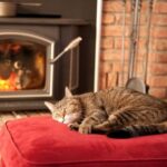 Get our ‘happy cat’ guides for winter and christmas care