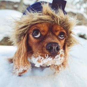 5 common canine conditions we treat in winter at Travel Vet