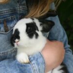Reflections, recipes, and rabbit bonding as we approach 2024