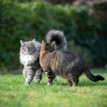 Why neutering is the responsible choice for cat owners in Middlesex
